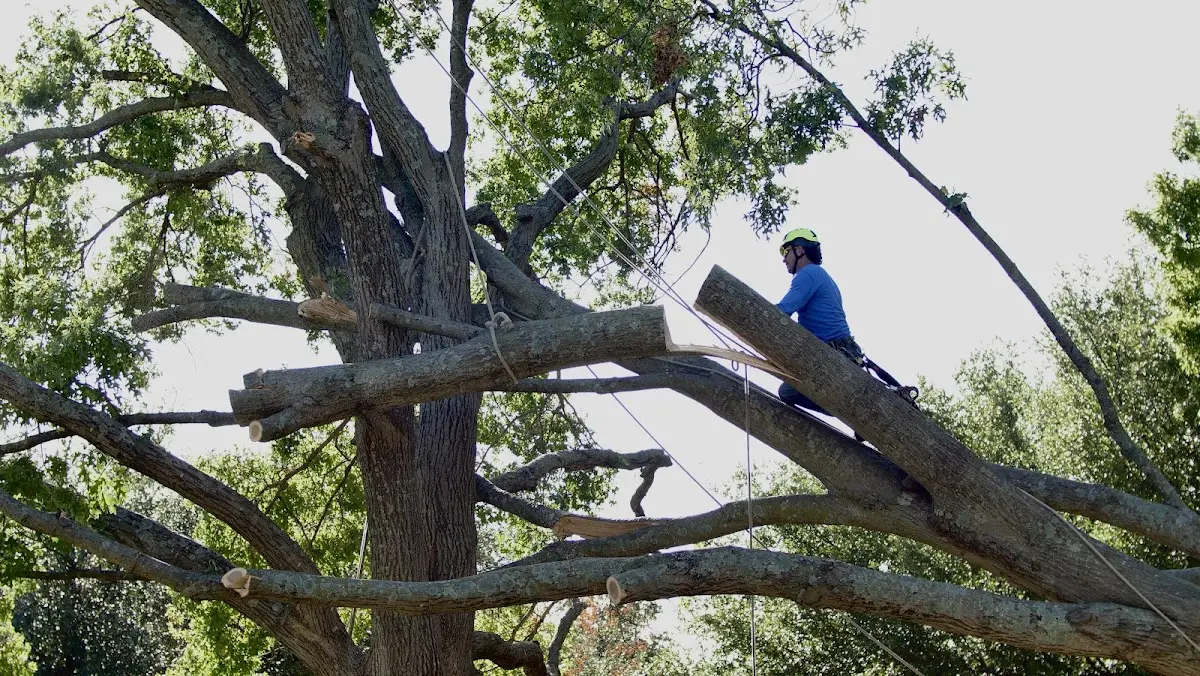 Professional Hazardous Tree Removal performed by certified arborists in Riceboro