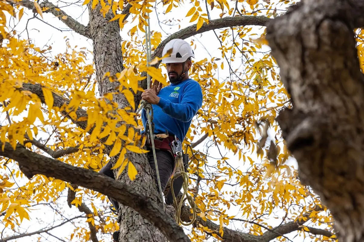 Skilled Tree Trimming crew working in Riceboro